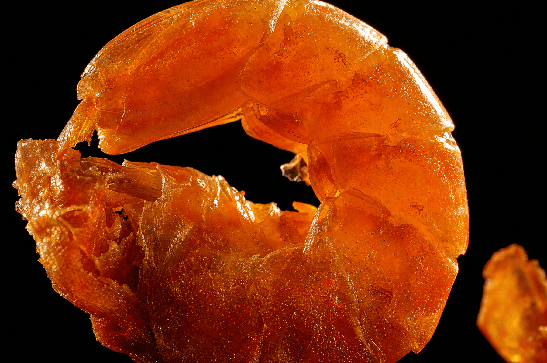 Macro texture of dried shrimp